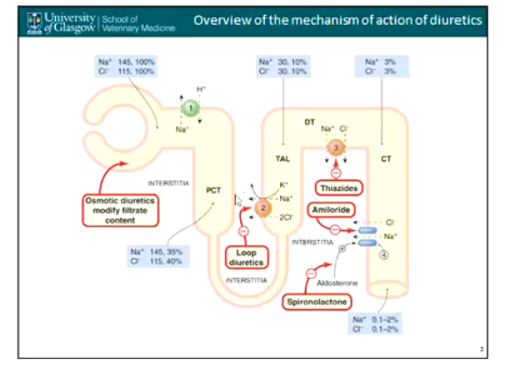 <p>• Treatment & control of systemic oedema e.g. from cardiac, hepatic & renal (glomerular) disease</p><ul><li><p><strong>Loop Diuretics</strong></p><ul><li><p>Furosemide</p></li><li><p>Torasemide</p></li></ul></li><li><p><strong>Thiazides</strong></p></li><li><p><strong>K+ Sparing Diuretics</strong></p><ul><li><p>Amiloride</p></li><li><p>Spironolactone</p></li></ul></li><li><p><strong>Osmotic Diuretics</strong></p><ul><li><p>Mannitol</p></li></ul></li><li><p><strong>Carbonic Anhydrase Inhibitors</strong></p></li></ul><p></p>