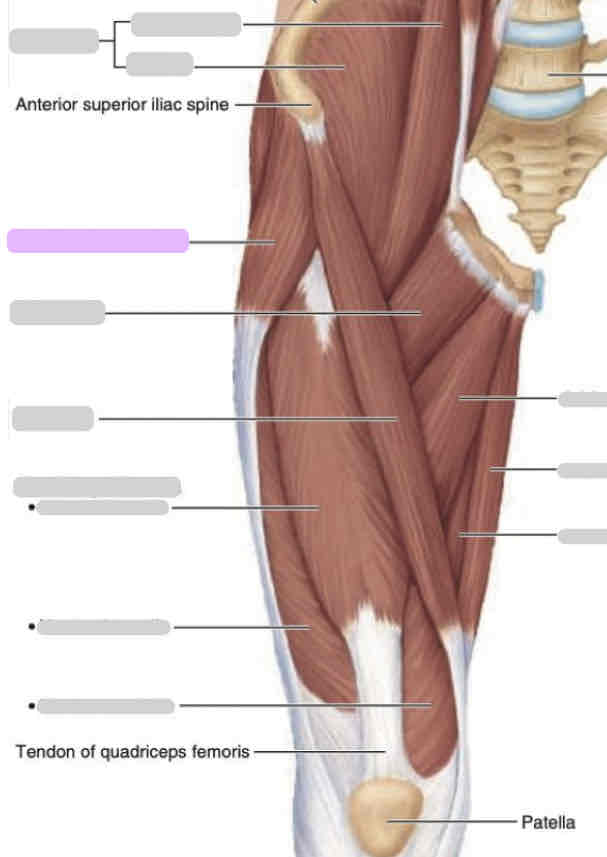 <p>Anterior thigh (superficial)</p>
