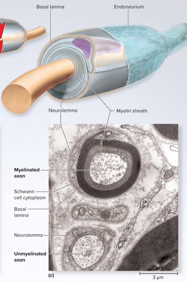 <p>This wrapping is the neurolemma, several unmyelinated axons travel through individual </p>