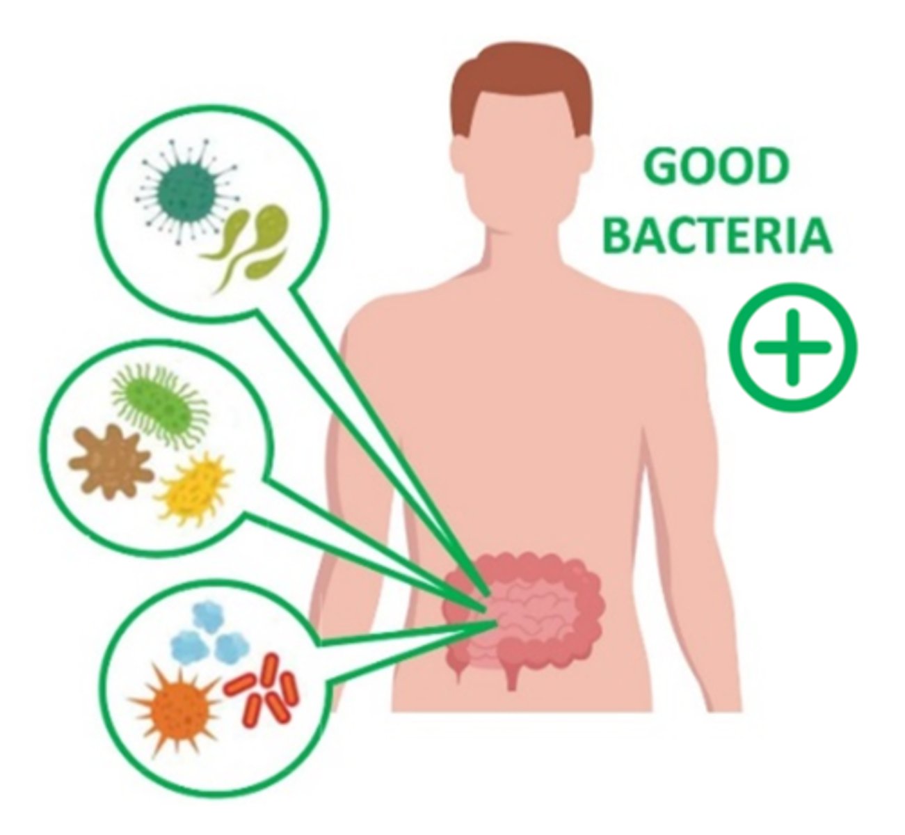 <p>a process that occurs when microorganisms live on or in a host organism but do not invade tissues or cause damage</p>