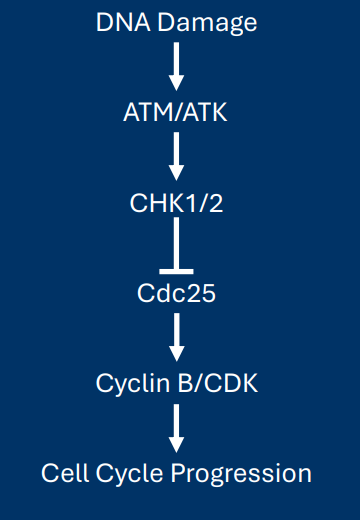 <p>• The G<sub>2</sub> /M checkpoint is regulated by two kinases <strong>ATM/ATR</strong></p><p>  > Kinase function <u>activated</u> by DNA damage</p><p>• Activated <strong>ATM/ATR </strong>phosphorylate the kinase<strong>s CHK1/2</strong></p><p>   > CHK1/2 phosphorylation = activation</p><p><strong>• CHK1/2</strong> phosphorylate a phosphatase (Cdc25) </p><p>          > Cdc25 phosphorylation = inactivation</p><p>• Cdc25 activates a<strong> cyclin B/CDK</strong> complex by <u>removing and inhibitory phosphorylation</u></p><p><em><mark data-color="purple" style="background-color: purple; color: inherit;">• End result: DNA damage = no progression through G<sub>2</sub> /M</mark></em></p>