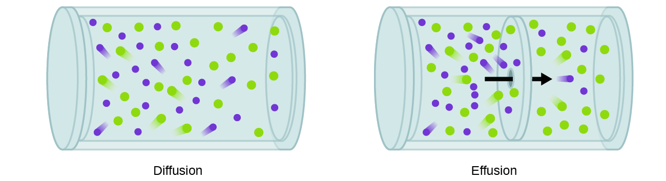 <p>gas molecules escape through a small hole of its container without any collision</p>