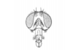 <p>Identify this insect + what its mouthparts are specialized for</p>