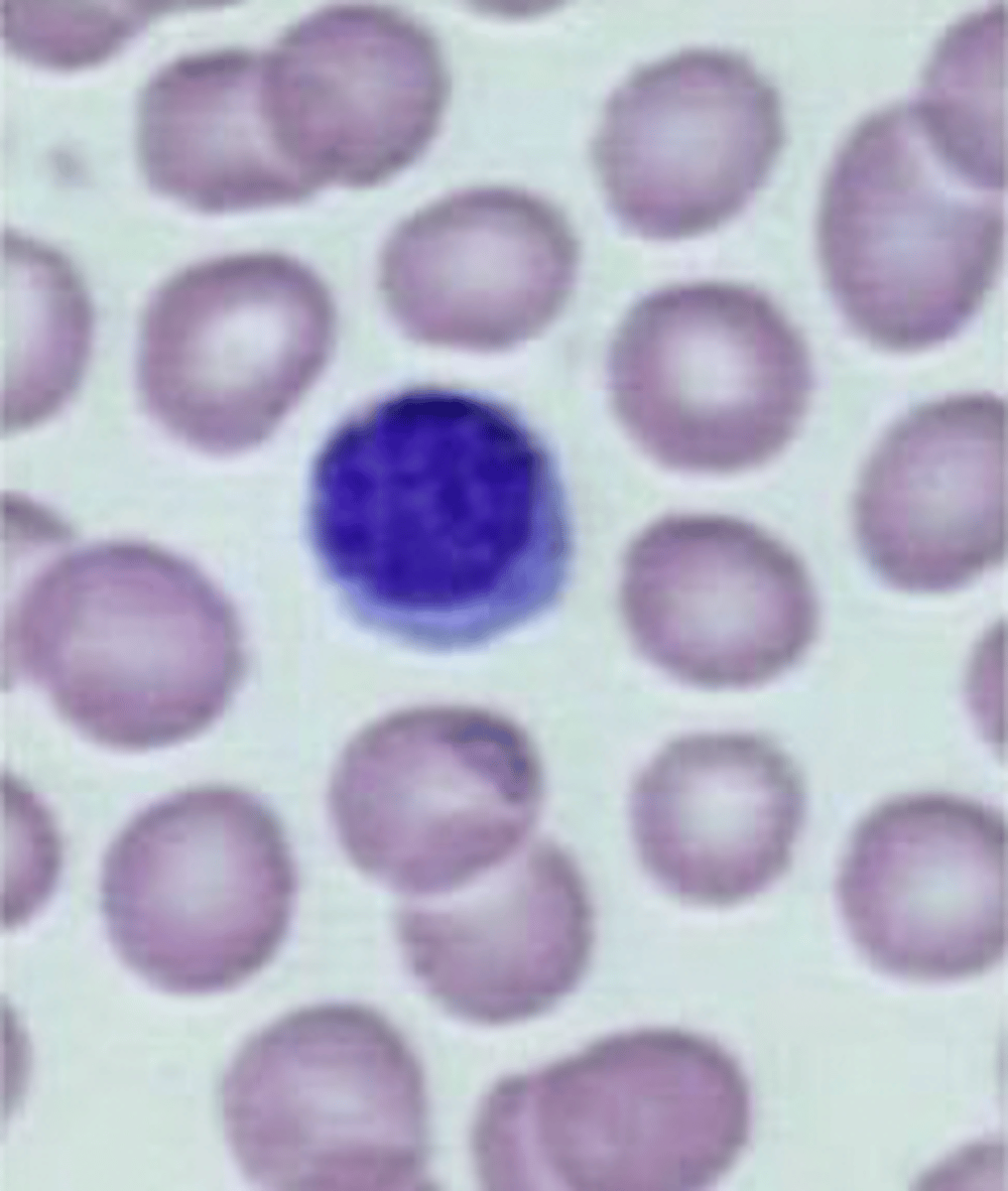 <p>What image is being depicted here?</p>
