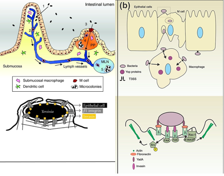 <p>Describe the pathogenesis of <strong><em>Y. entercolitica </em></strong></p>