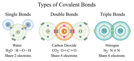 **Single covalent bonds** exist when one pair of electrons are shared between two atoms while **double covalent bonds** exist when two pairs of electrons are shared between two atoms 