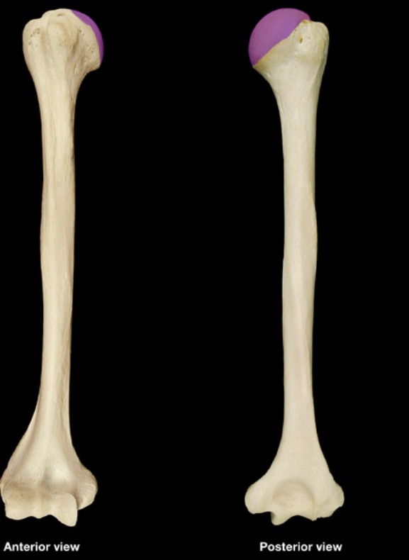 <p>smooth, round structure at proximal end</p>