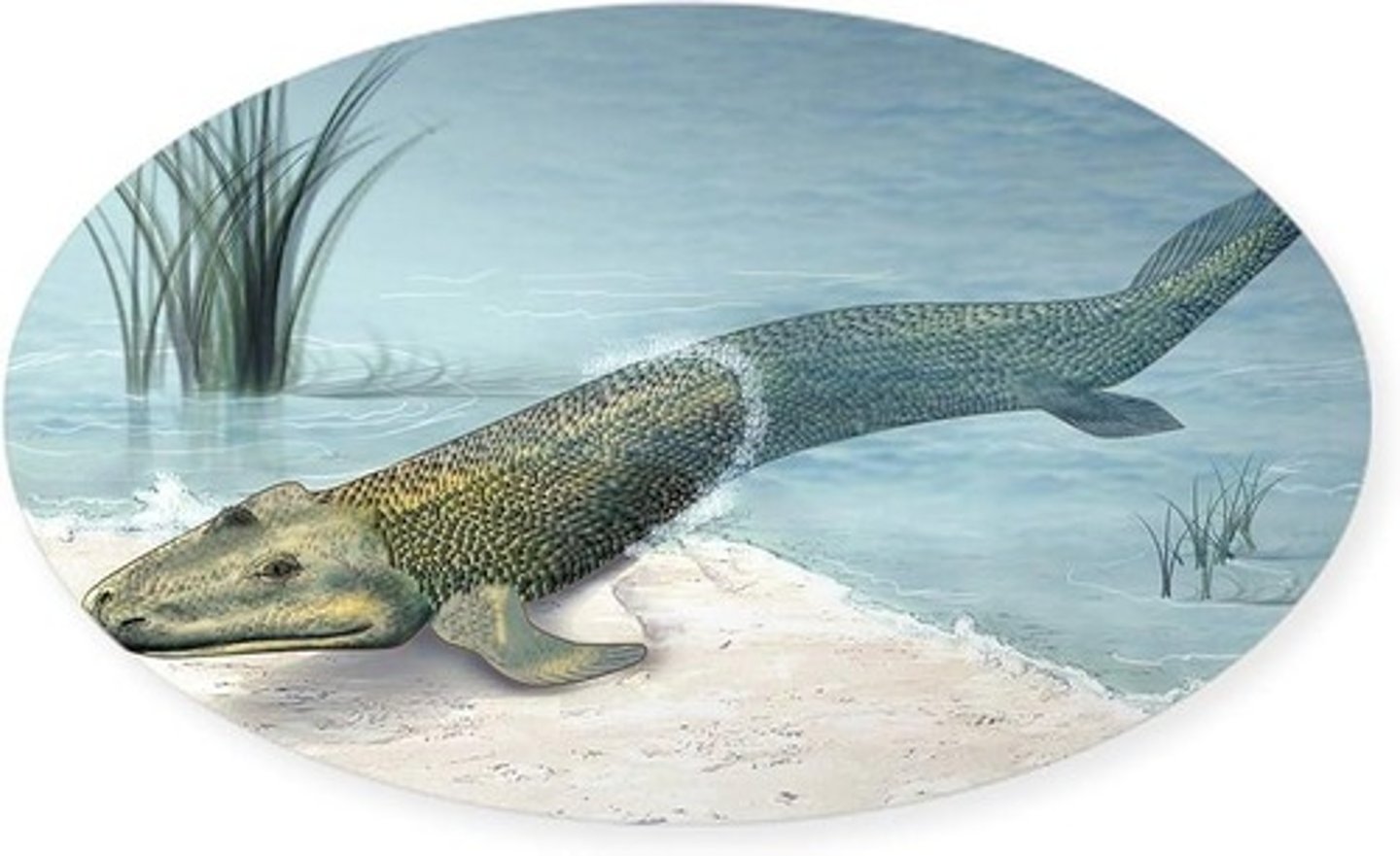 <p>Humans are evolutionarily descended from the first fish that walked on land, highlighting the ocean's role in life.</p>