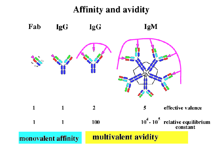 <p>Fab/IgG monovalent affinity</p><p>IgG/IgM multivalent avidity</p>