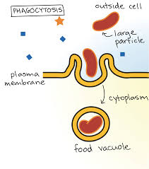 <p><span>the cell membrane reaches out and engulfs a large solid particle to bring it into the cell. The cell forms a vesicle around the particle. This is common in some unicellular organisms and white blood cells.</span></p>