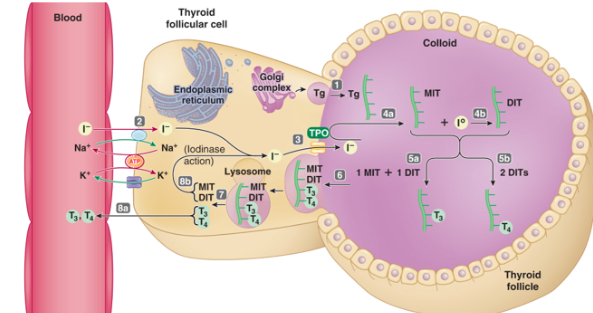 <ul><li><p class="">When needed, Tg with T3 and T4 is <strong>taken back into the follicular cell</strong></p></li><li><p class="">Inside the cell:</p><ul><li><p class="">Tg is <strong>broken down by lysosomes</strong></p></li><li><p class=""><strong>Free T3 and T4 are released</strong> into the <strong>blood</strong></p></li></ul></li></ul><p></p>