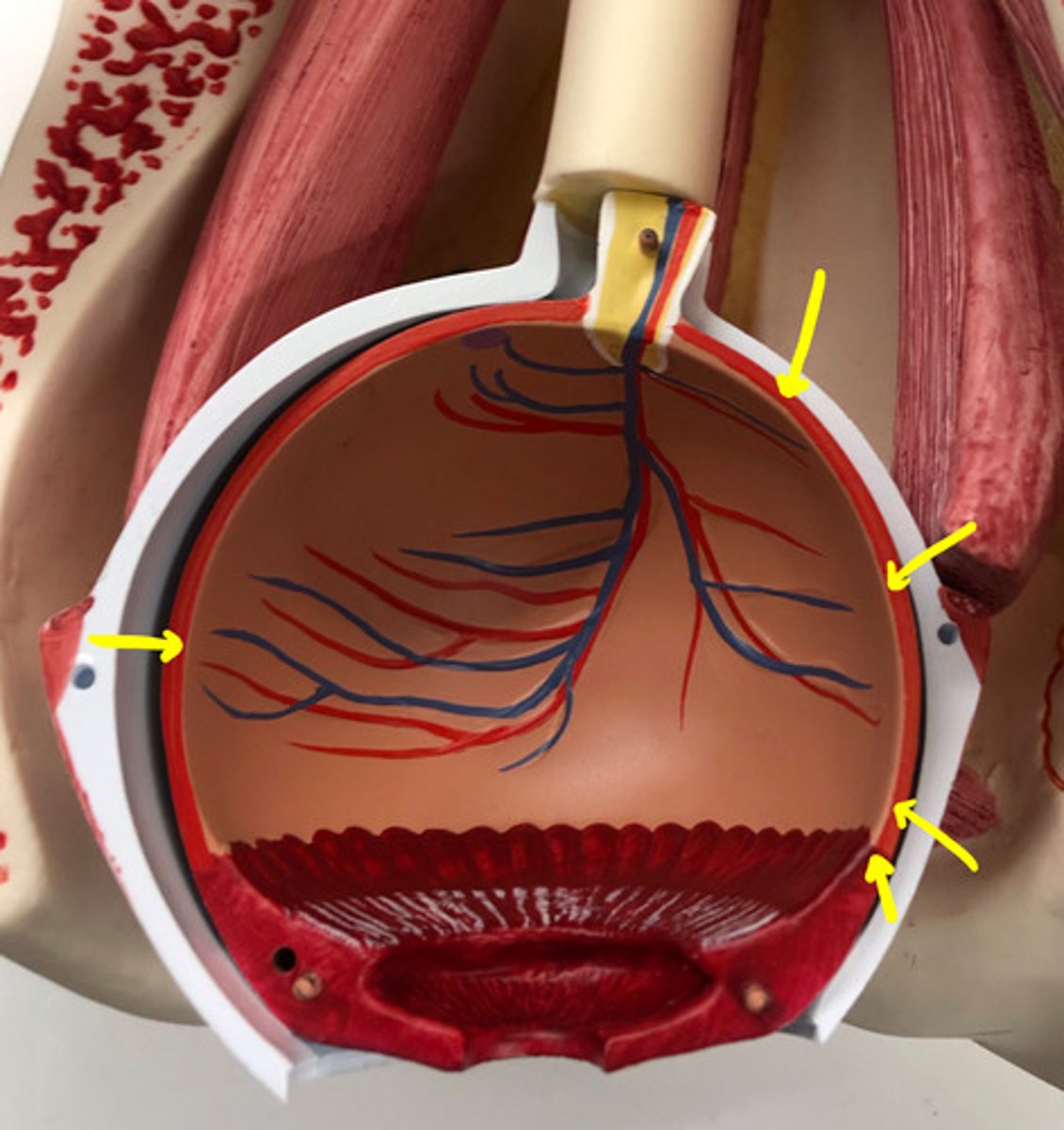 <p>second layer around the eye -Red on model</p><p>connects to the iris</p><p>yellow arrows</p>