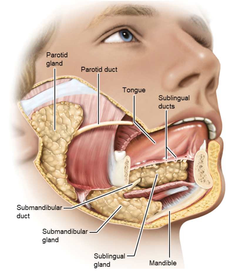 <ul><li><p><span><strong>Parotid – </strong><span>near ear</span></span></p><ul><li><p><span><span>Duct opens at 2nd upper molar</span></span></p></li></ul></li><li><p><span><strong><span>Submandibular – </span></strong><span>under jaw</span></span></p><ul><li><p><span><span>Duct opens at lower central incisors</span></span></p></li></ul></li><li><p><span><strong><span>Sublingual – </span></strong><span>under tongue</span></span></p><ul><li><p><span><span>Several duct openings under tongue.</span></span></p></li></ul></li></ul><p></p>