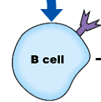 <p>each b cell has an antibody on its surface that matches with a specific antigen</p>