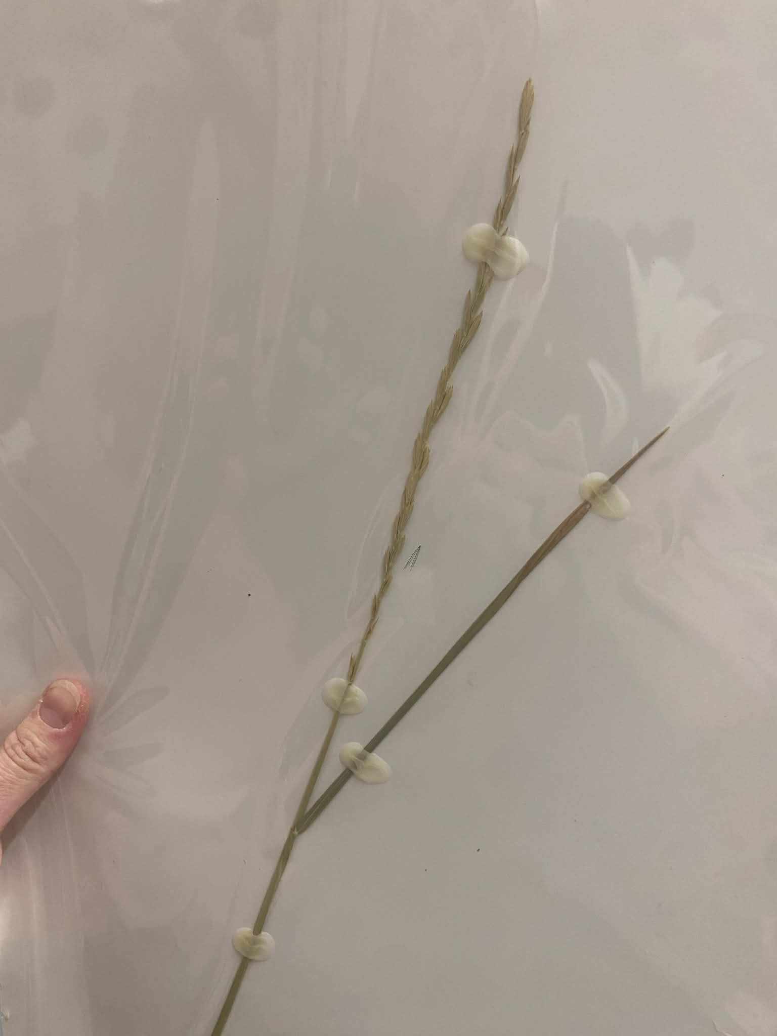 <p>Triticeae, P, N, Elymus trachycaulus, Slender Wheatgrass</p>