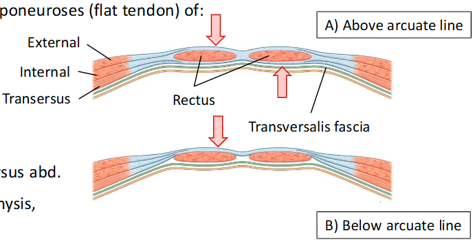 <p><span style="color: rgb(255, 244, 244);"><span>Rectus Sheath: Tendinous sheath formed by layering of aponeuroses (flat tendon) of:<br>• External oblique<br>• Internal oblique (splits and covers the rectus muscle)<br>• Transversus abdominis</span></span></p>