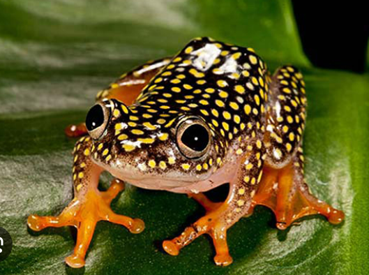 <p><strong><u>Distribution:</u></strong></p><ul><li><p>sub-Saharan Africa</p></li><li><p>Madagascar</p></li><li><p>Seychelles</p></li></ul><p><br><strong><u>Traits:</u></strong></p><ul><li><p>many arboareal</p></li><li><p>toe discs</p></li><li><p>brightly colored</p></li><li><p>intercalary elements present in digits</p></li></ul><p></p><p><strong><u>Larval Type:</u></strong></p><p>IV</p>