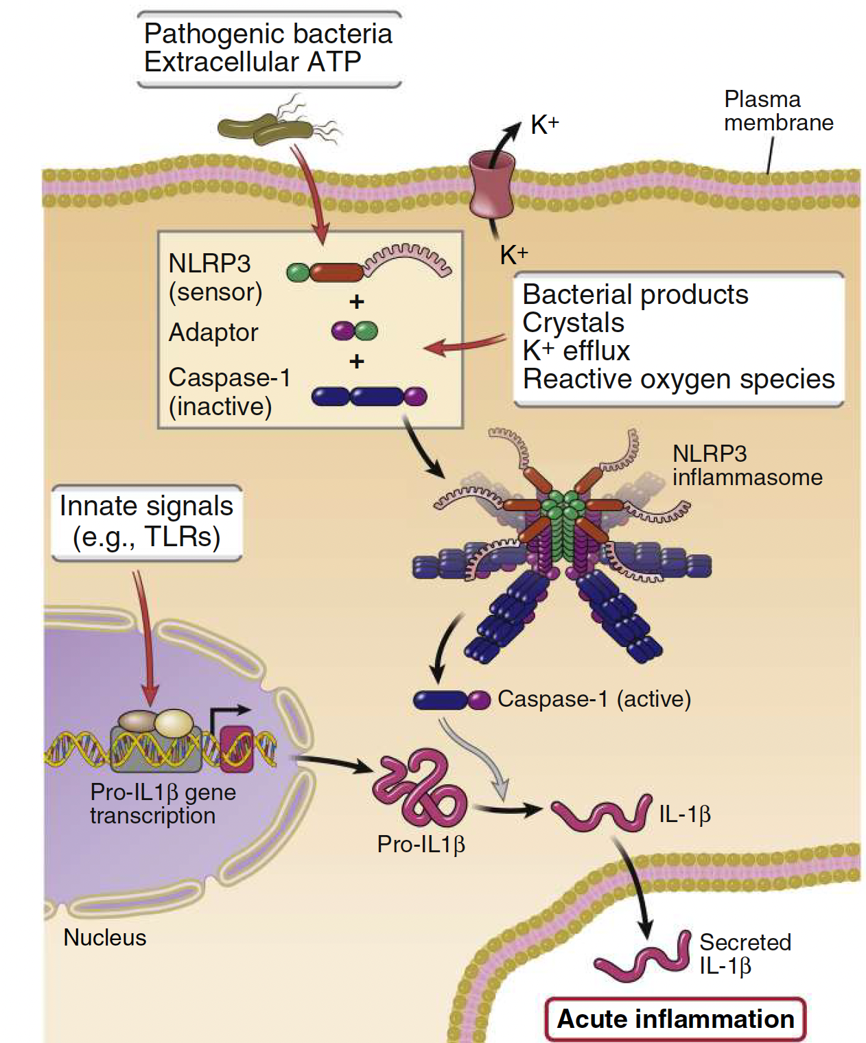 <p><strong>An <u>inactive precursor </u>(pro-IL1β) must be cleaved by caspase-1 for activation.</strong></p><ul><li><p>Facilitated by <strong>inflammasomes, </strong>which processes pro–interleukin-1β (pro–IL-1β) to active IL-1. </p></li></ul><ul><li><p>The synthesis of pro–IL-1β is <strong>induced by various PAMPs or DAMPs.</strong></p></li></ul><p></p>