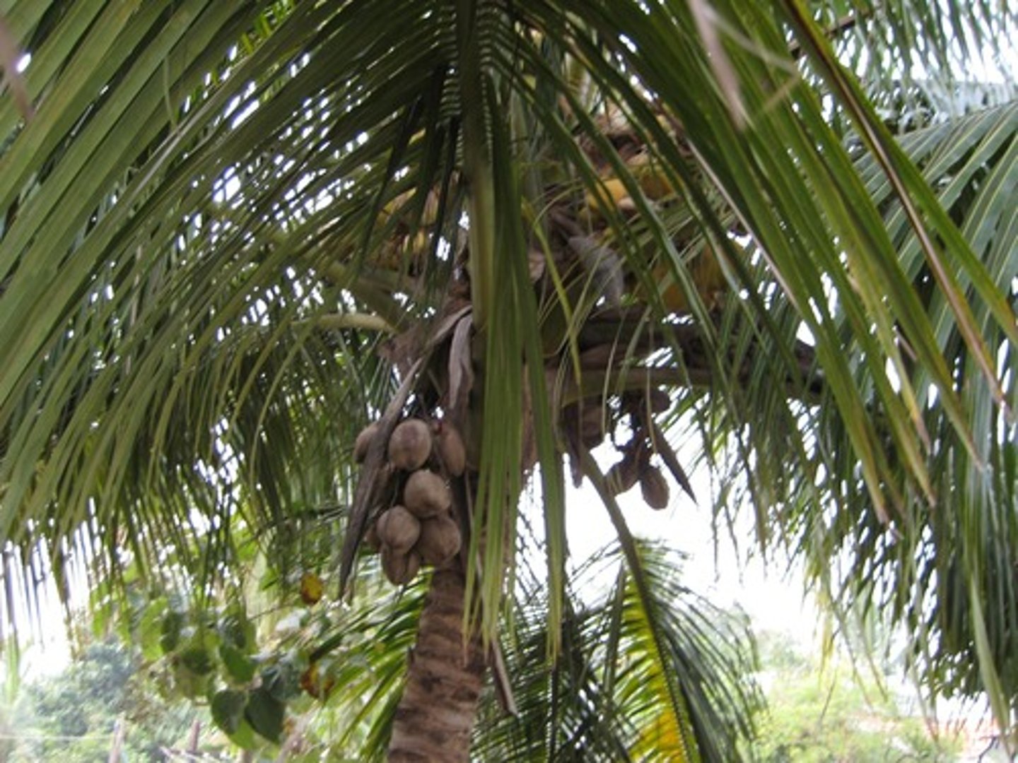 <p>/ˈkoʊ.kə.nʌt/ quả dừa</p>