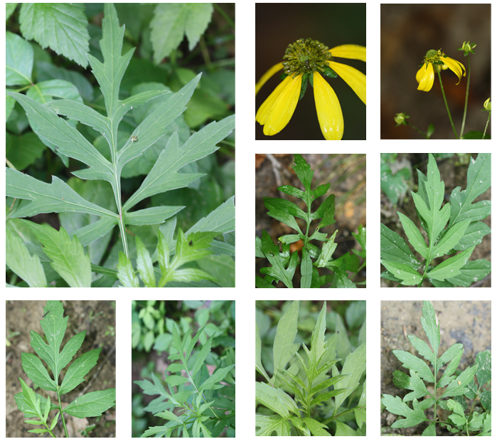 <p>Cutleaf coneflower</p>