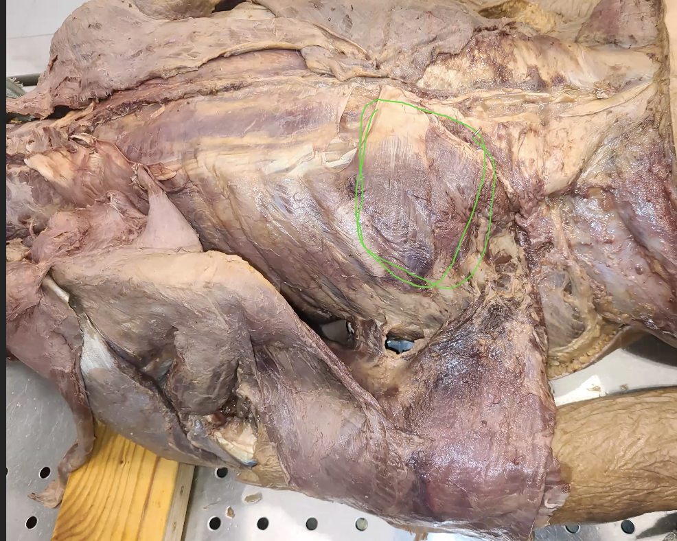 <p>what is outlined in green </p>
