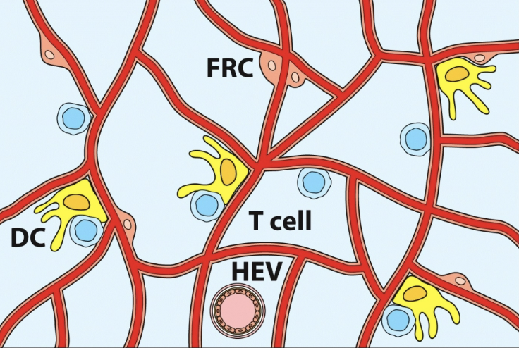 <p>network of collagen &amp; extracellular matrix (ECM) fibers within lymph nodes &amp; other secondary lymphoid organs. they are formed and maintained by fibroblastic reticular cells (FRCs)</p>