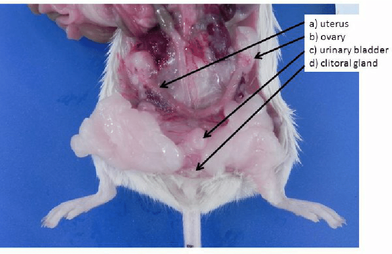 <p><strong>arranged in bundles of variable length, cross-section and orientation, forming a meshwork</strong><span style="font-family: Google Sans, Roboto, Helvetica Neue, Arial, sans-serif">.</span></p><p>excretes urine, leading from the bladder</p>