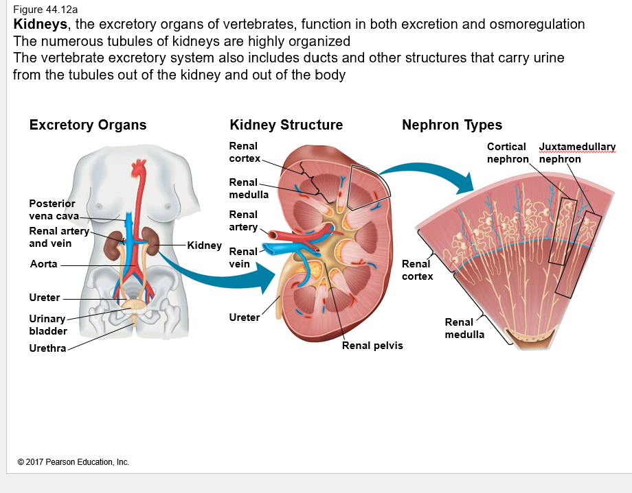 <p>What are the functions of kidneys in vertebrates?</p>
