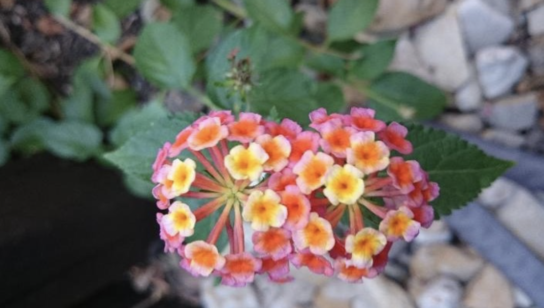 <p><span>Which shape does the flower represent (funnelform, tubular, cruciform, rotate, ligulate)?</span></p>