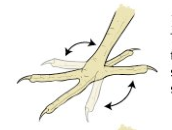 knowt flashcard image