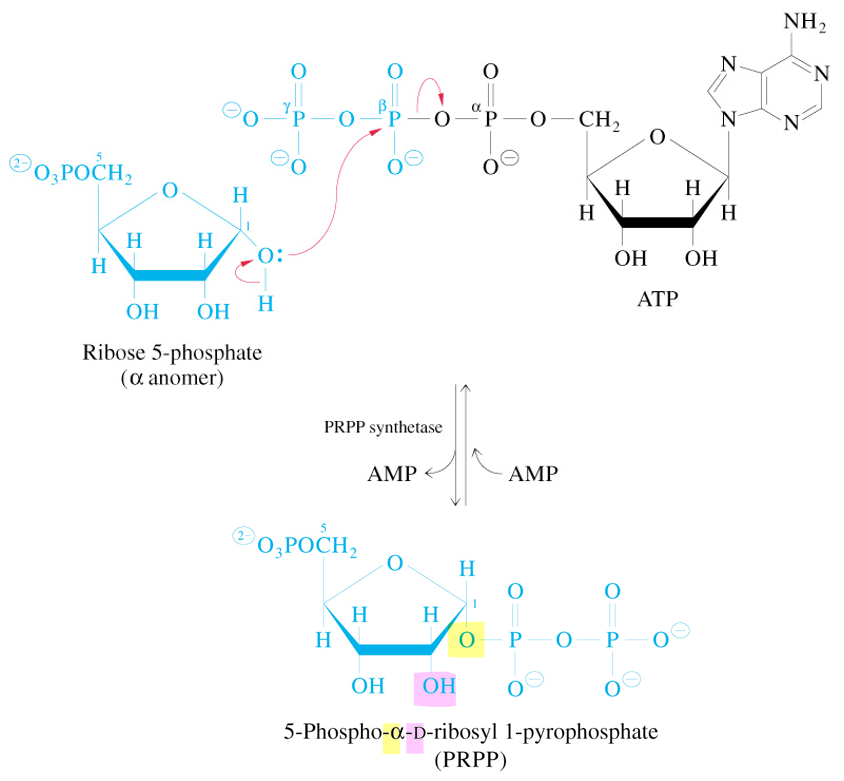 <ul><li><p>uses ATP &amp; PRPP synthetase</p></li></ul><p></p>