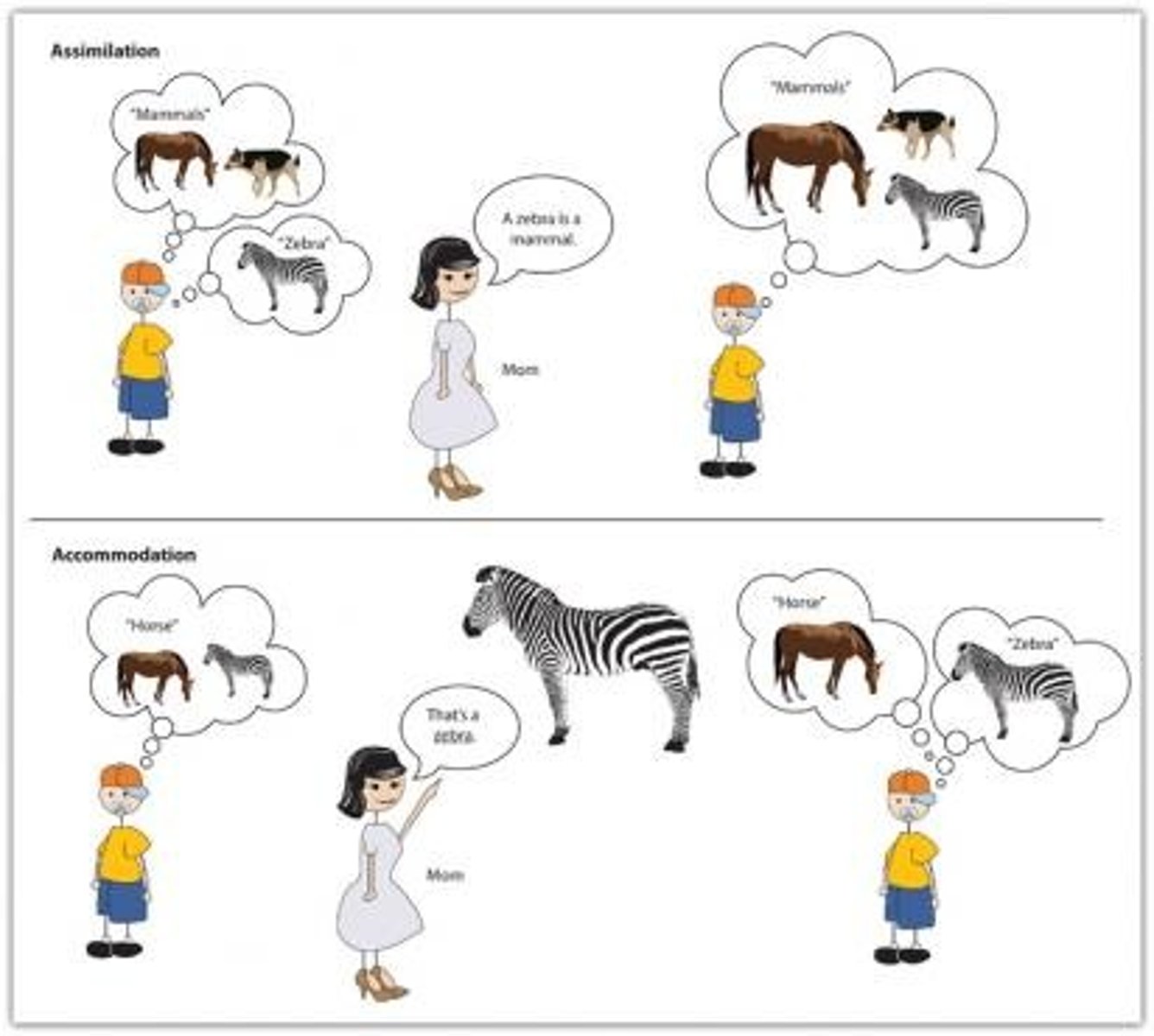 <p>Mental Schema are what organize categories of information and the relationships among them. If newly acquired information is similar enough to the schema to simply be added in, that new information is Assimilated and the Schema is relatively unchanged.</p><p>If the newly acquired information is too different to fit the schema as is, the schema must be altered accordingly. The Schema is changing to Accommodate the new information.</p>