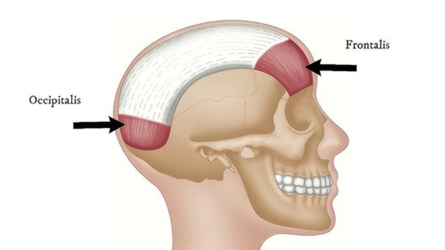 <p>occipital bone, frontal bone</p>