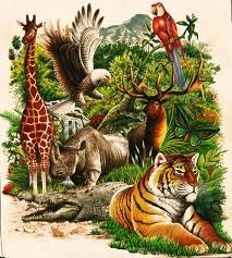 <p>les animaux</p>