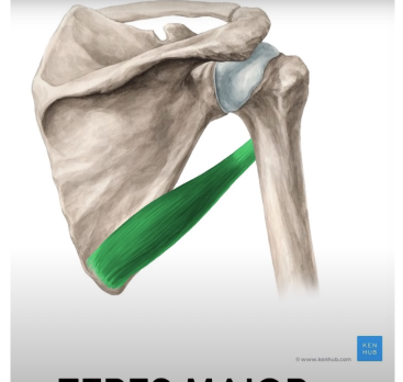 <p>O</p><ul><li><p>inferior medial border of scapula I -anterior proximal humerus PA -adduction &amp; medial rotation</p></li></ul>