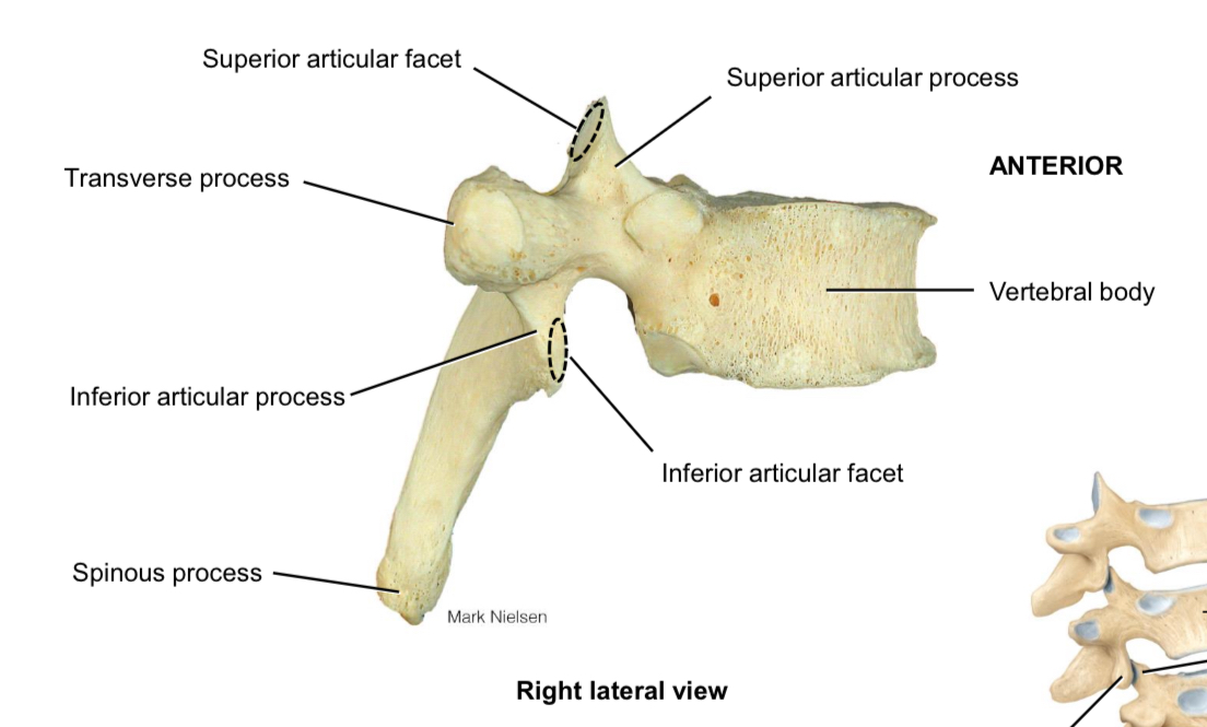 <p>Superior articulation processes and facets</p>