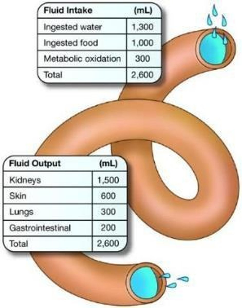 <p>Ingested liquids, food, and metabolic byproducts.</p>