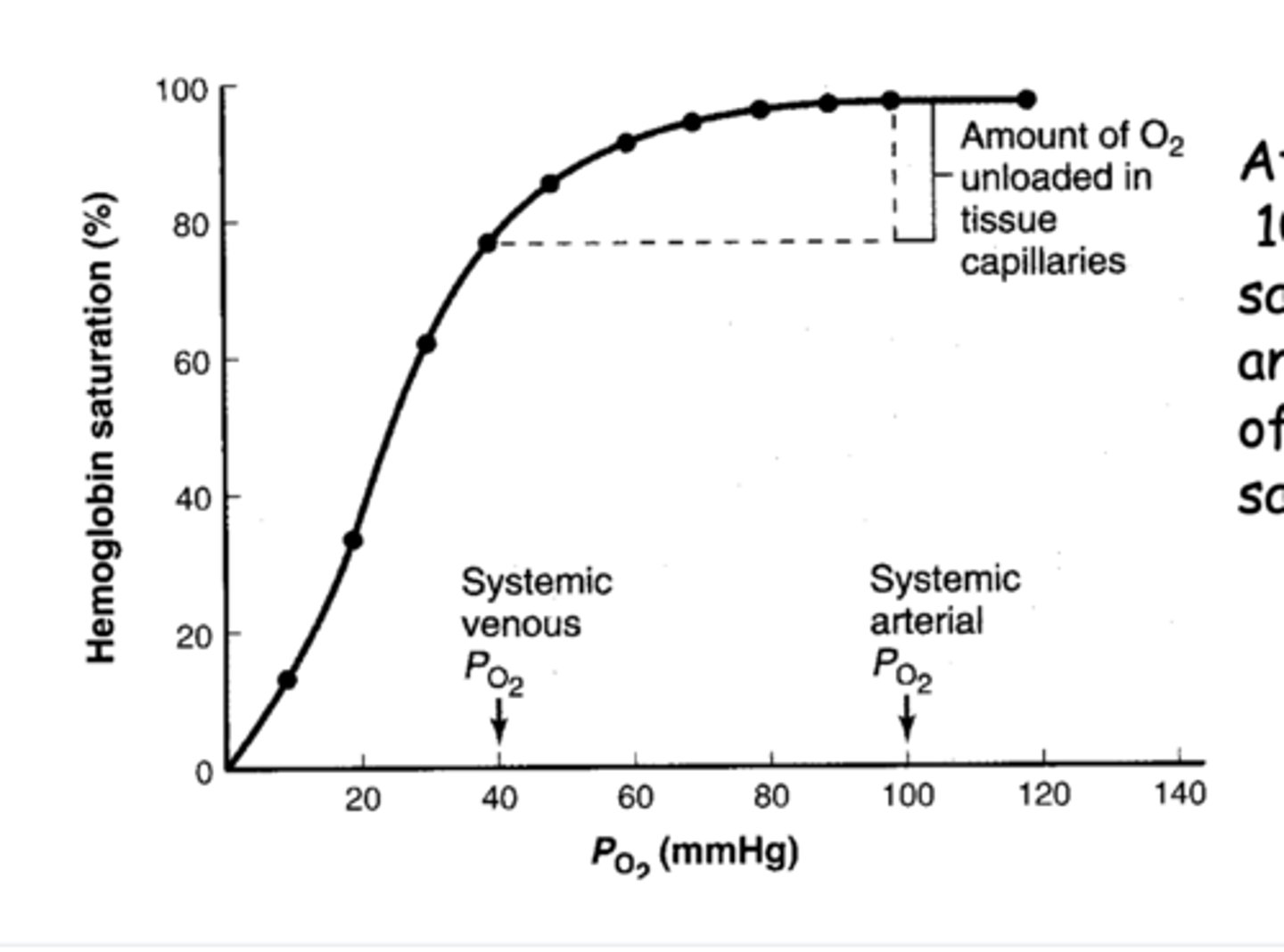 <p>only 1 of the 4 O2 molecules are released</p><p>*Hb is 75% saturated in venous blood returning to the lungs, so it picks up a single O2 molecule at the alveoli</p>