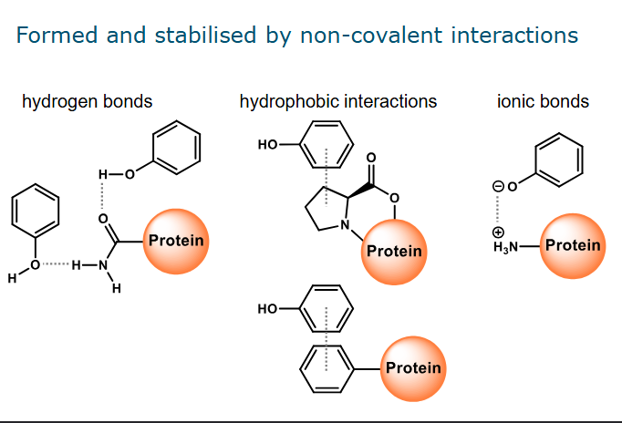 <ul><li><p>Hydrogen bonds - can be formed between OH group and a group in the amino acid side chain/the backbone</p></li><li><p>Hydrophobic interactions - take place between aromatic ring and hydrophobic groups/amino acid side chains </p><ul><li><p>The main groups that play a role in these interactions are the ring structures of proline residues. And the aromatic side chains of tyrosine and phenylalanine residues.</p></li></ul></li><li><p>Ionic bonds - a type of electrostatic interaction. Occurs mainly between deprotonated OH group and positively charged group in amino acid side chain. </p></li></ul><p></p>