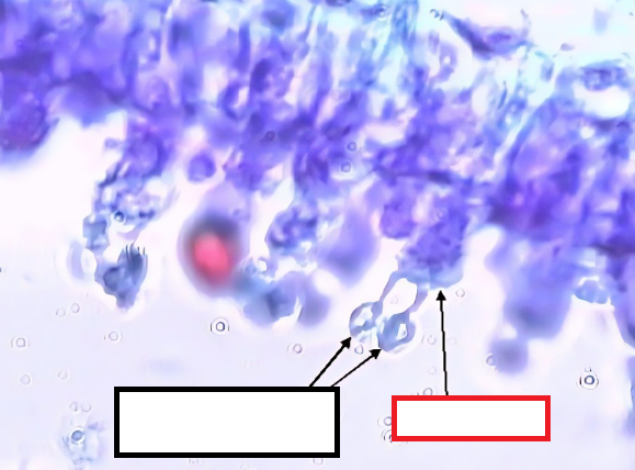 <p>What is the red box referring to?</p>