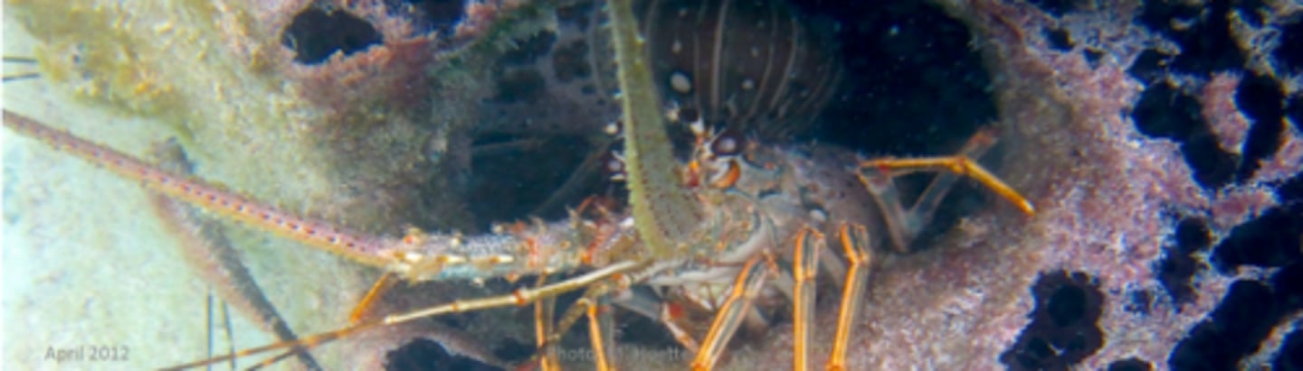 <p>Caribbean spiny lobster</p>