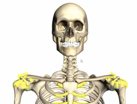 <p>joints; ligaments</p>