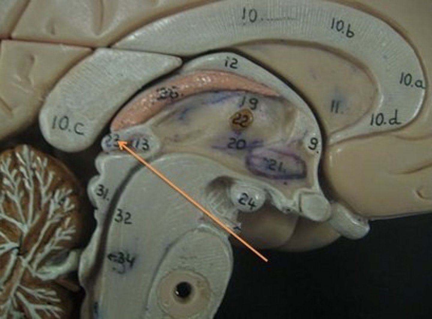 <p>regulates sleep-wake cycles, secretes melatonin</p>
