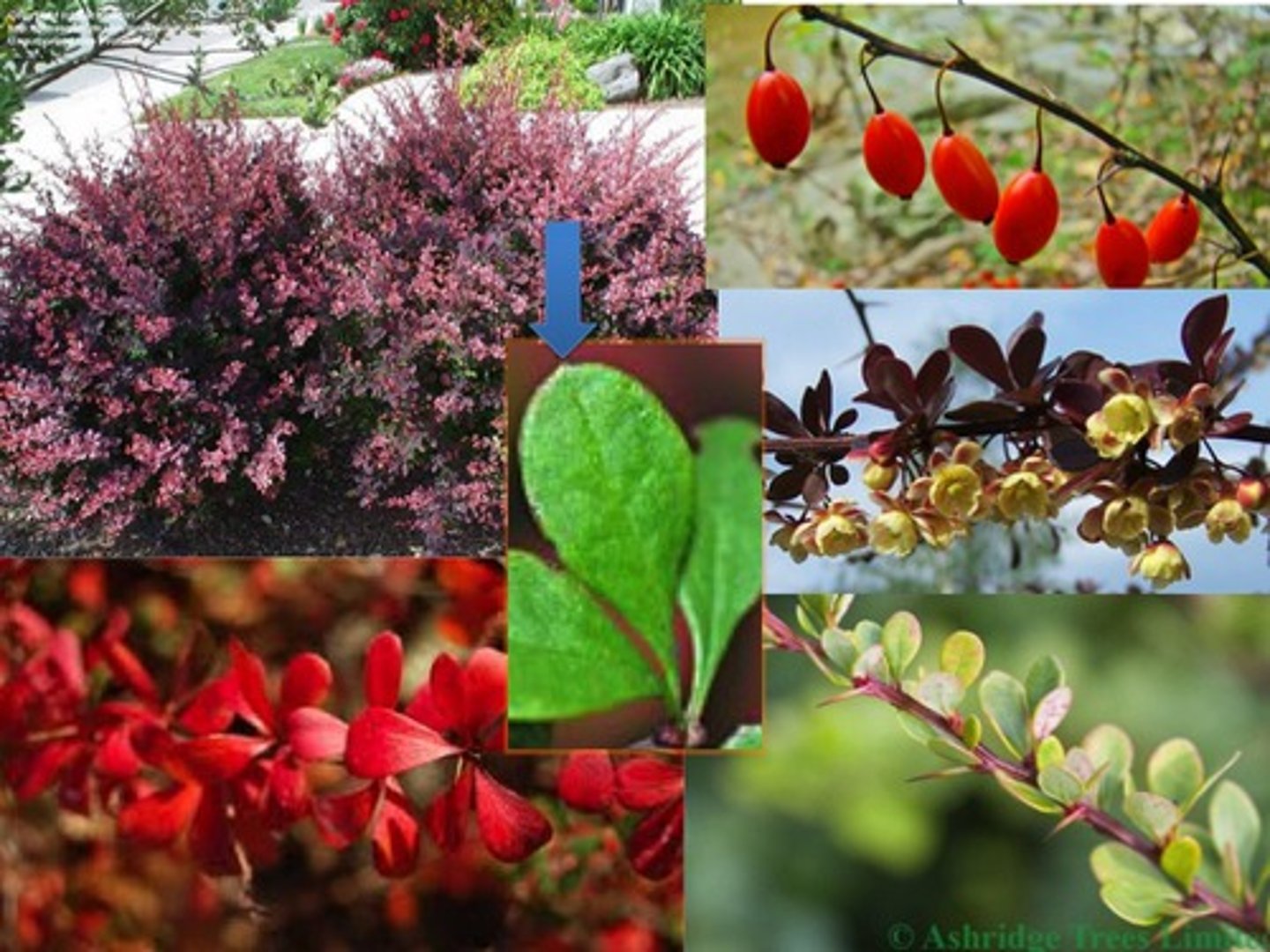 <p>Japanese barberry</p>