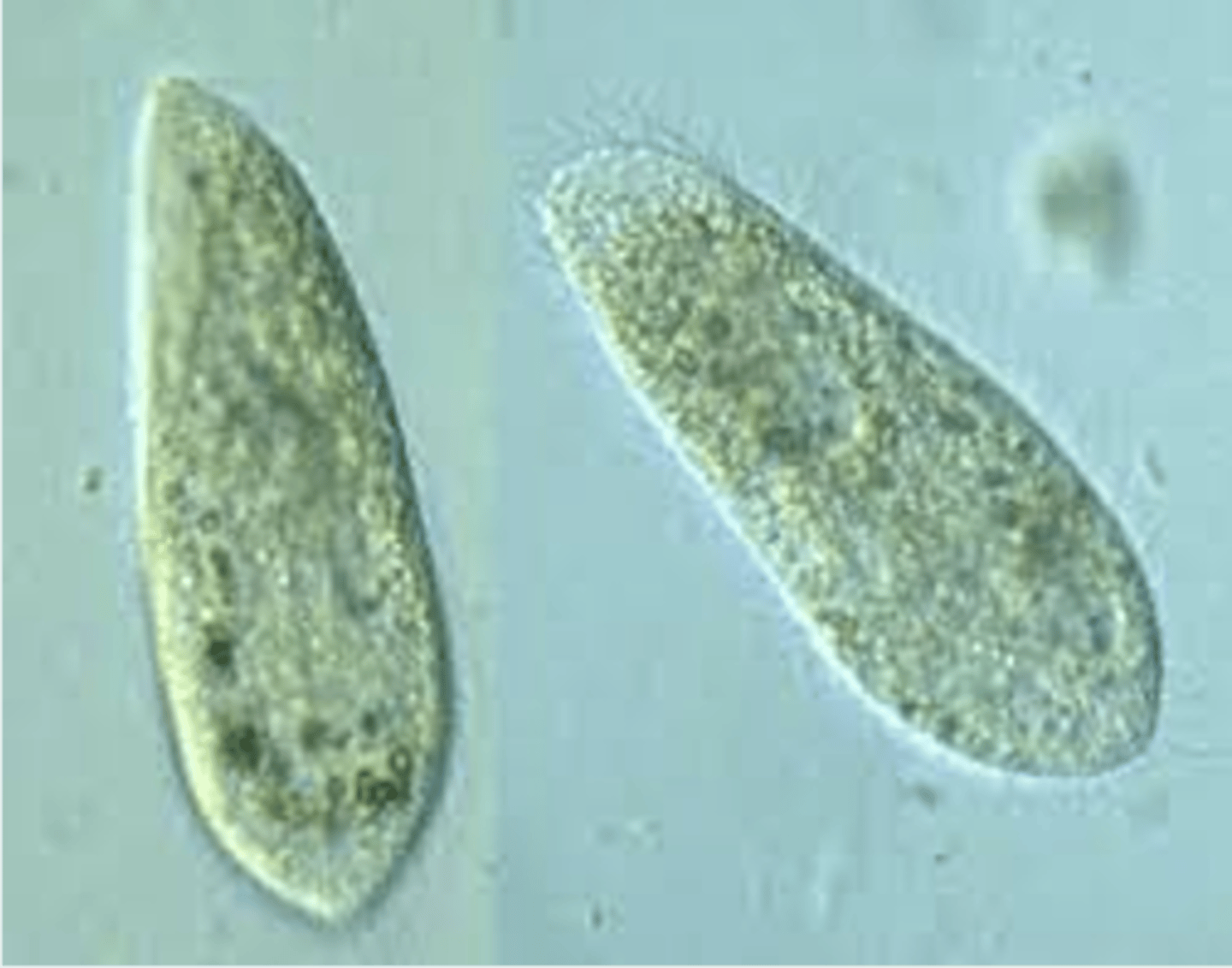 <p>has cilia</p>