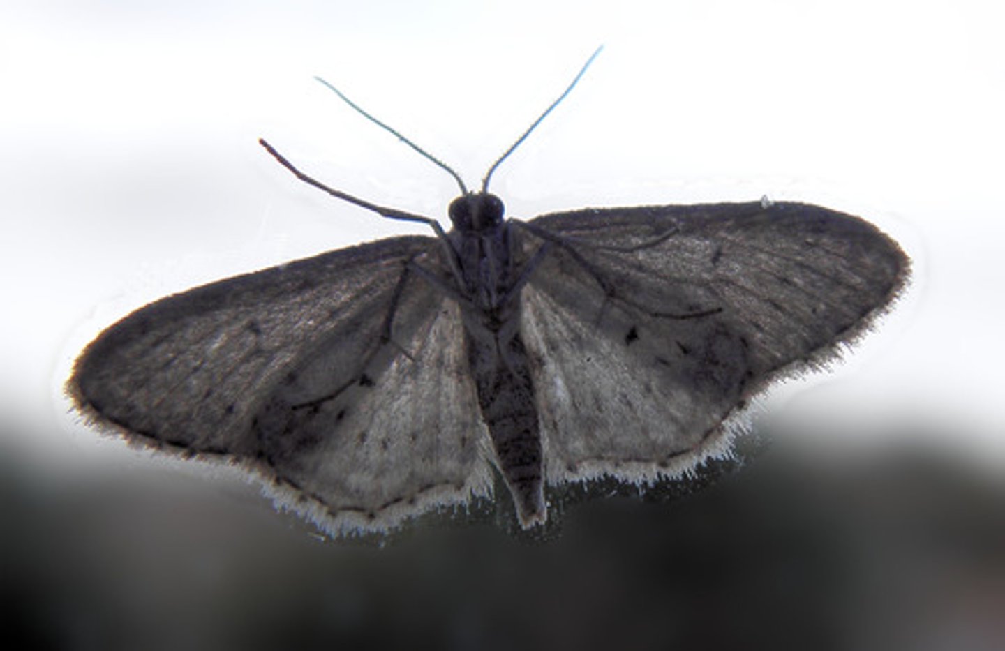 <p>an insect like a butterfly that usually flies at night</p>