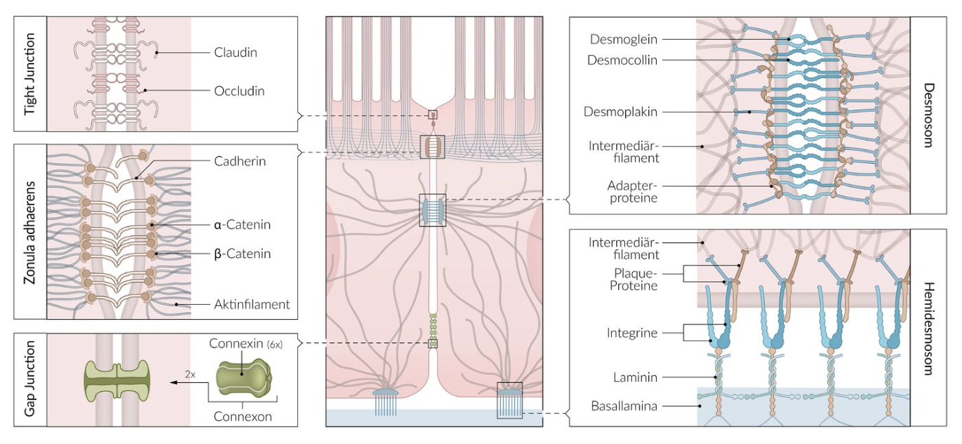 <p>B. Gap junction</p>