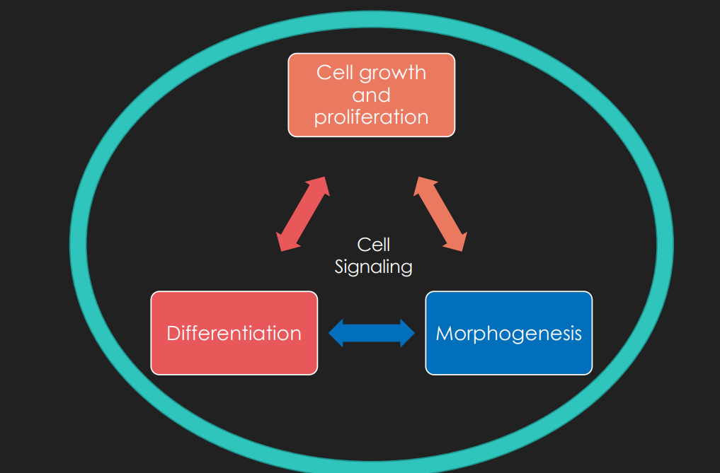 <p><span>The formation and development of an </span><a target="_blank" rel="noopener noreferrer nofollow" class="rMNQNe" href="https://www.google.com/search?sca_esv=585652102&amp;authuser=1&amp;q=embryo&amp;si=ALGXSlaWqc4XvKuO31AnQ7gAsIq_ZfGYUkEm731wDXSJqt3ucFOGI0S-WAMhJveaLBrf5jGjSAEjj8FIjSm22O3tUyuLkh1cMA%3D%3D&amp;expnd=1"><u><span>embryo</span></u></a><span>.</span></p><p><strong>an early process of creating more cells from a zygote and differentiating them into three layers of cells</strong></p>