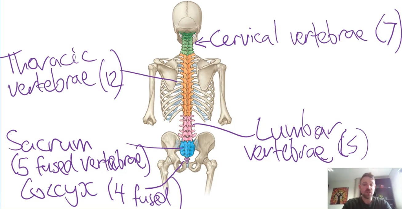 <ol><li><p><strong>Cervical (neck)</strong> - 7 vertebrae</p></li><li><p><strong>Thoracic (chest)</strong> - 12 vertebrae</p></li></ol><ul><li><p>Each has ribs attached</p></li></ul><ol start="3"><li><p><strong>Lumbar (lower back)</strong> - 5 vertebrae (common), sometimes 4 or 6</p></li><li><p><strong>Sacrum</strong> - 5 fused vertebrae (in adults it’s one bone; separate in children)</p></li><li><p><strong>Coccyx (tailbone)</strong> - most commonly 4 fused vertebrae</p></li></ol><p></p>