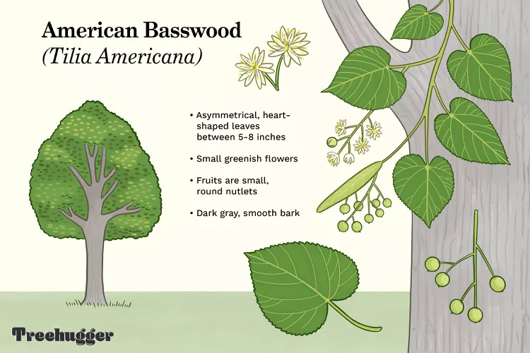 <ul><li><p>Field Identification Characteristics</p><p>Lindens, attract bees, good for woodworking</p></li><li><p>Leaf and Stem Characteristics</p><ul><li><p><strong>Plant Height:</strong> 18-inch diameter, 60-foot height</p></li><li><p><strong>Leaves:</strong> Deciduous broadleaf</p></li><li><p><strong>Leaf Type:</strong> Simple</p></li><li><p><strong>Leaf Arrangement:</strong> Alternate</p></li><li><p><strong>Leaf Shape:</strong> Ovate or rounded, saw-toothed margins</p></li><li><p><strong>Stipules:</strong> Yes</p></li></ul></li><li><p>Floral Characteristics</p><ul><li><p><strong>Petals:</strong> Hanging fragrant clusters (cymes)</p></li><li><p><strong>Petal Number:</strong> 5</p></li><li><p><strong>Flower Color:</strong> Yellowish-white</p></li><li><p><strong>Flower Timing:</strong> Early Summer</p></li><li><p><strong>Fruit Type:</strong> Nut-like</p></li></ul></li></ul><p></p>